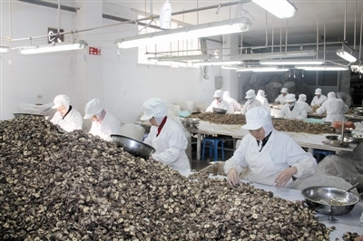 從田間到舌尖 麗水香菇的嚴(yán)選之路與市場機(jī)遇